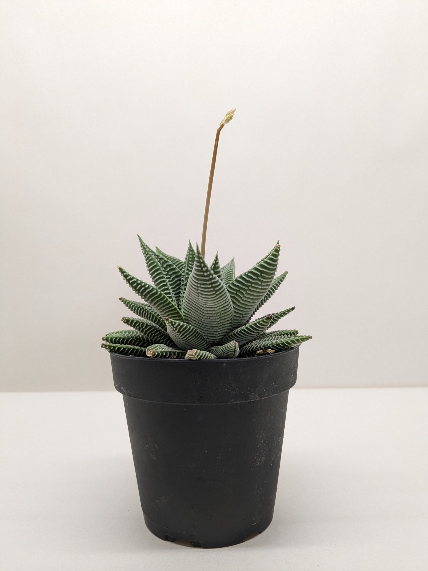 Succulent Haworthia Miami