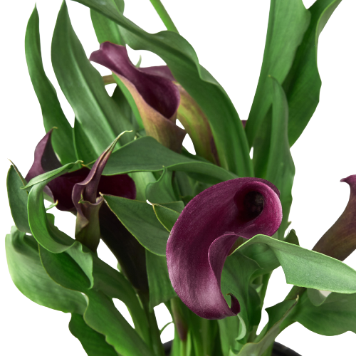 Calla Lily