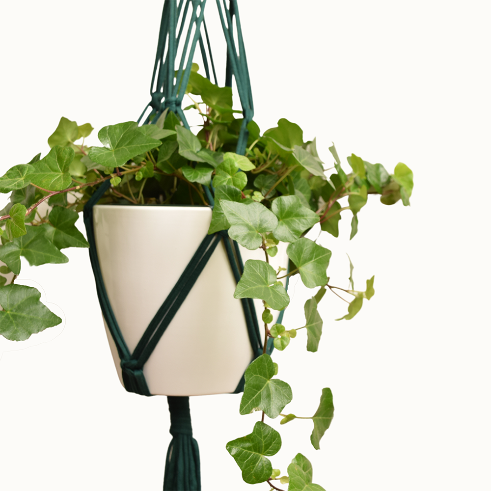 DIY Eco Macramé Plant Hanger Kit