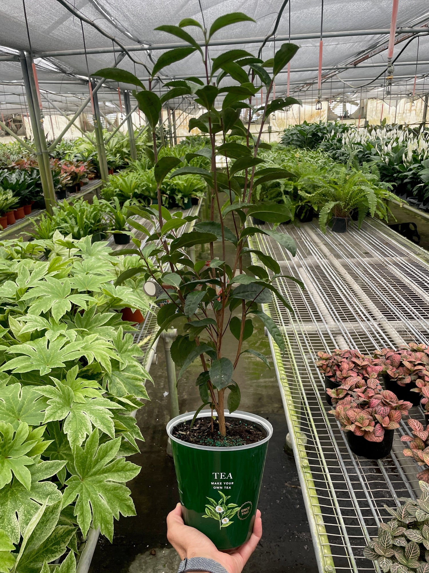 The Green Room - Live Houseplants Shipped To  Your Door!