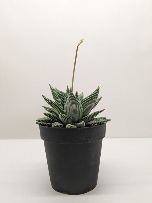 Succulent Haworthia Miami