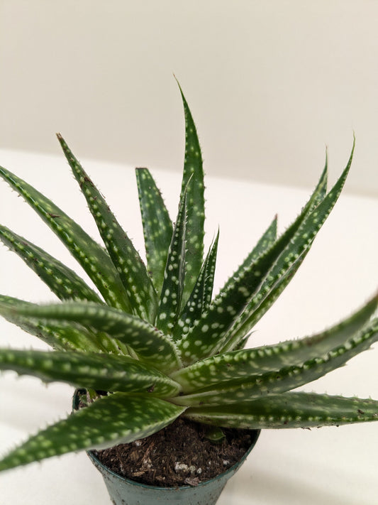 Succulent Gasteria Zimflora