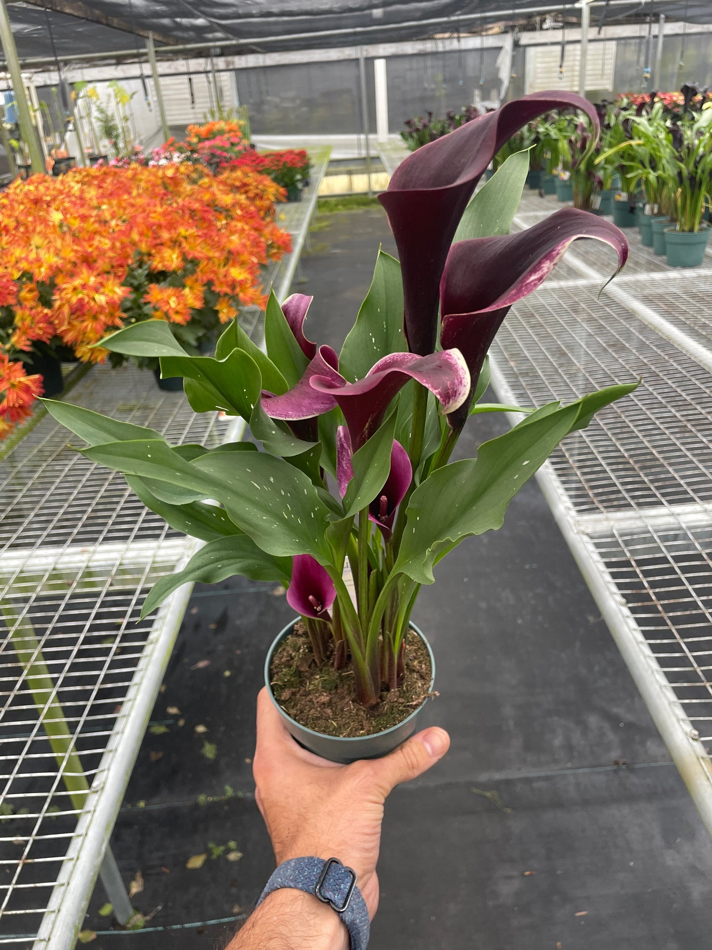 Calla Lily