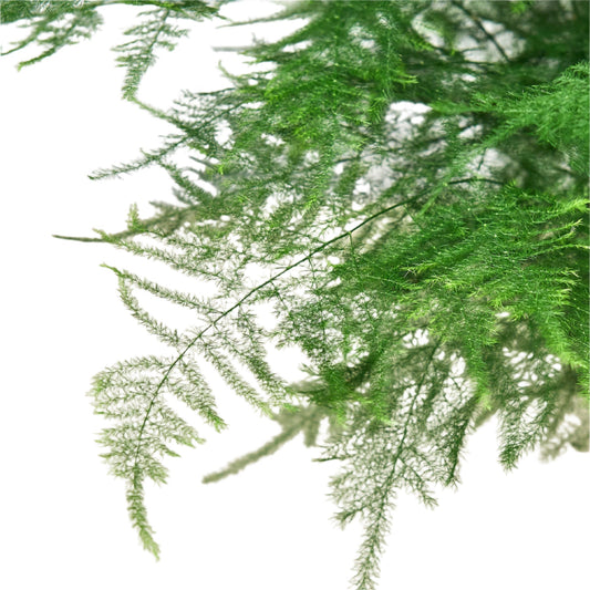 Fern 'Asparagus'