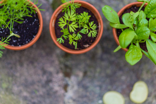 Single Herbs in 4-inch Pots image 0