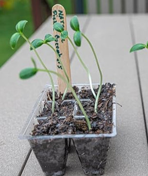 Grown-to-Order 6-Cell Seedling Tray image 0