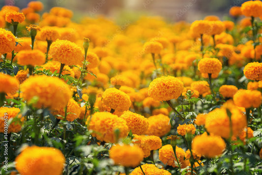 African Marigold image 0